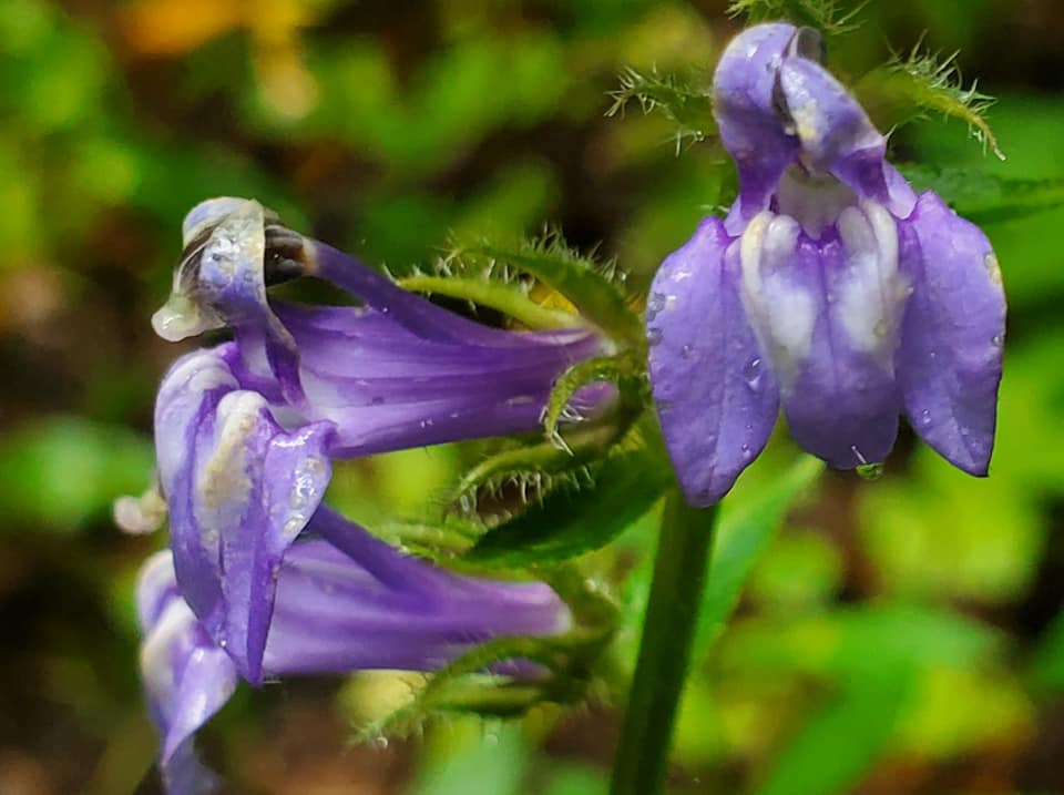 This purple beauty shines bright within the forest