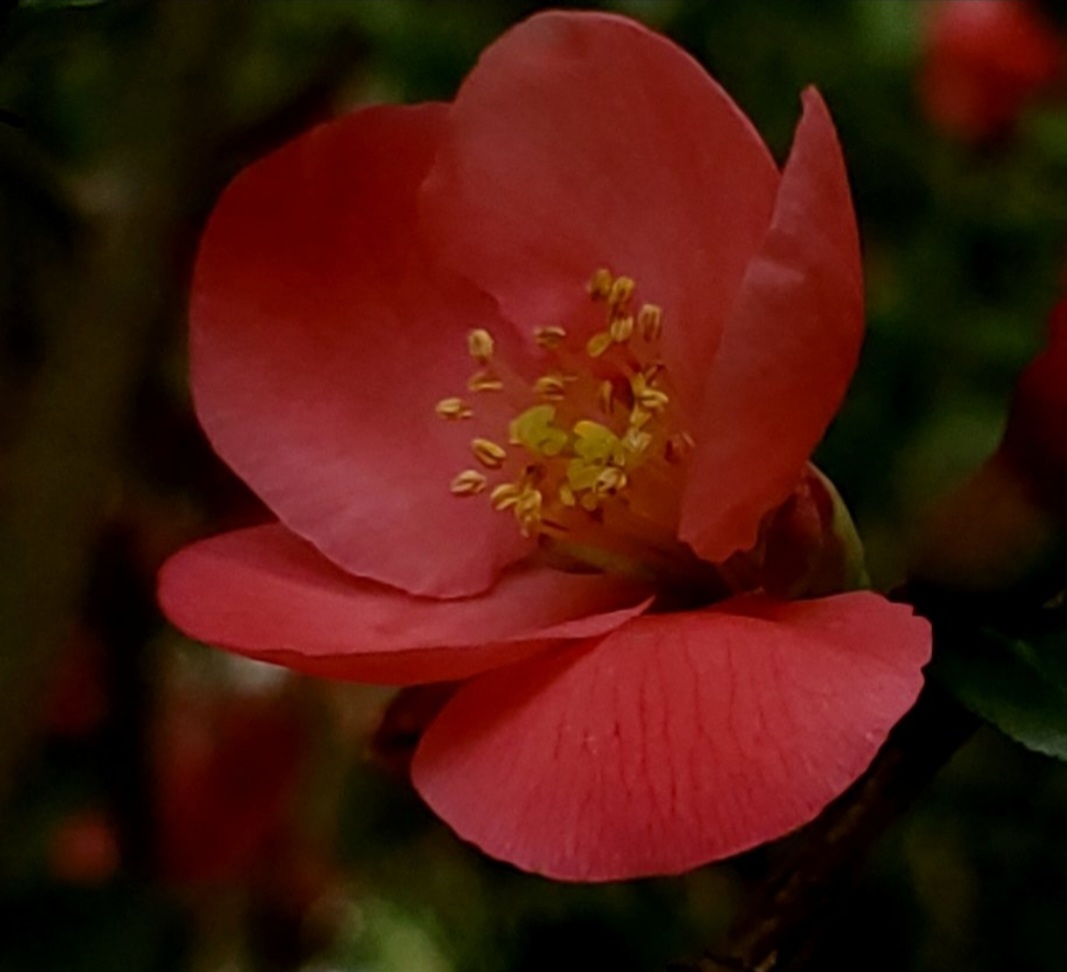 Beautiful soft petals glow in the sun