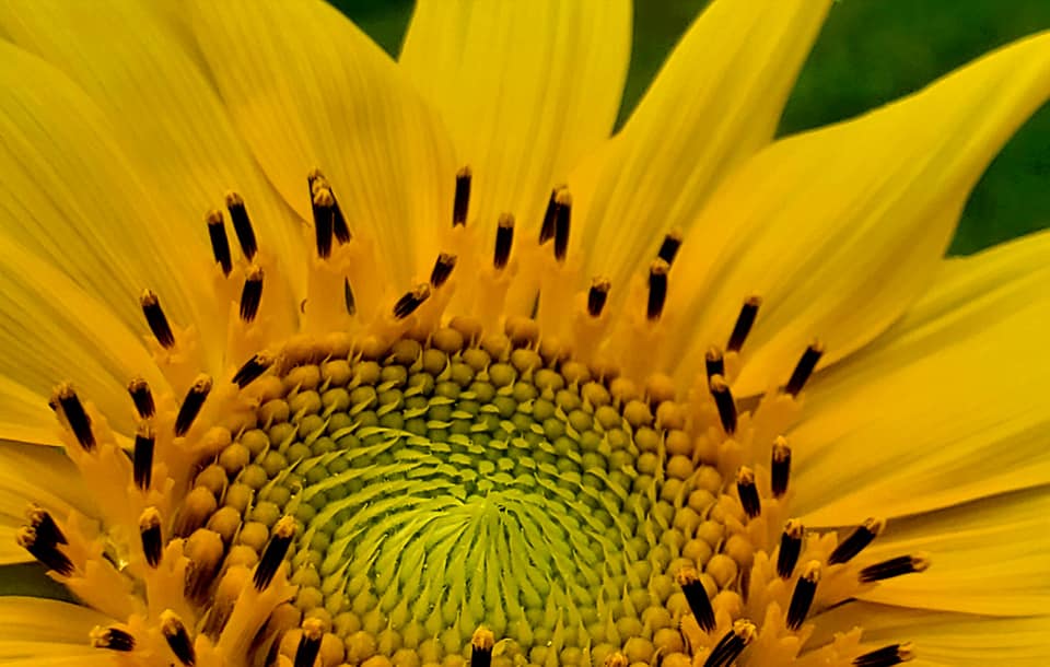 Fields of Sunflowers can be found around the area